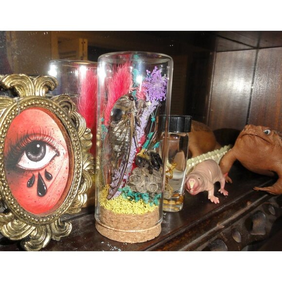 Cicada Wasp Nest & Carpenter Bee Oddity Jar curiosity dome insect taxidermy goth - Picture 5 of 15